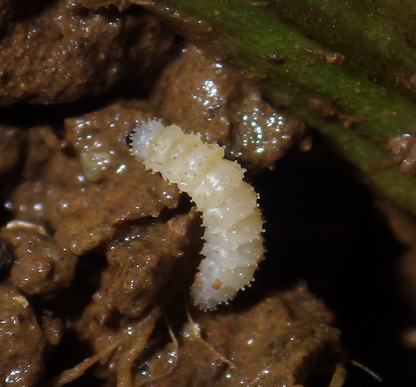 Figure 2. Flea beetle larvae
